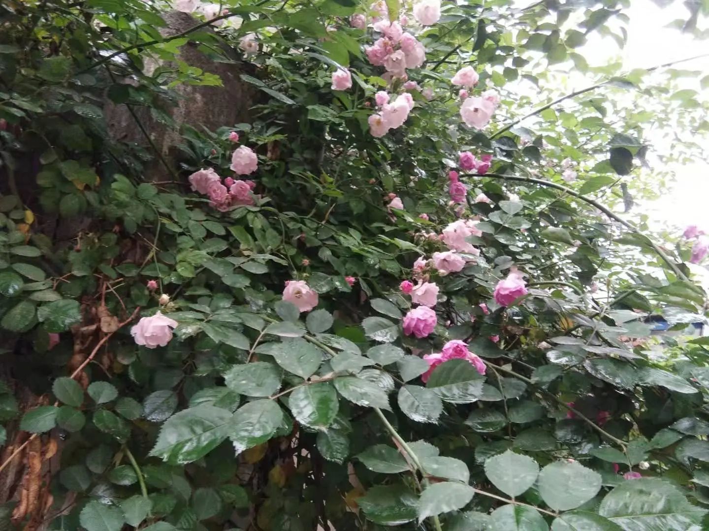 心中無塵，歲月生香