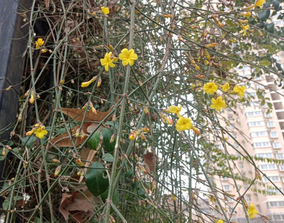 迎春花開，奔赴希望之約